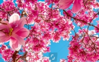 Tout commence au printemps