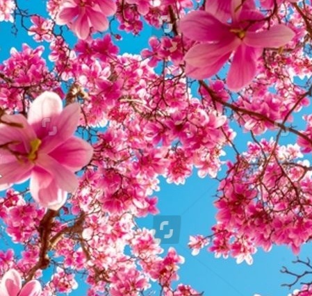 Tout commence au printemps