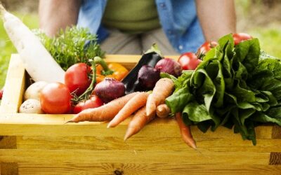 Vente de plants – APE Les Gallo-Peints