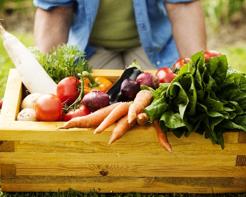 Vente de plants – APE Les Gallo-Peints